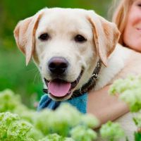 Bloom Plaza Animal Hospital ico