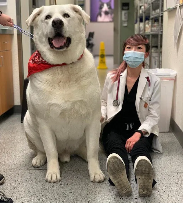 VCA Orchard Plaza Animal Hospital Picture 1