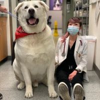 VCA Orchard Plaza Animal Hospital ico