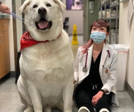 VCA Orchard Plaza Animal Hospital