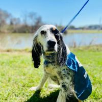 PetCure Oncology at SAGE Veterinary Centers ico