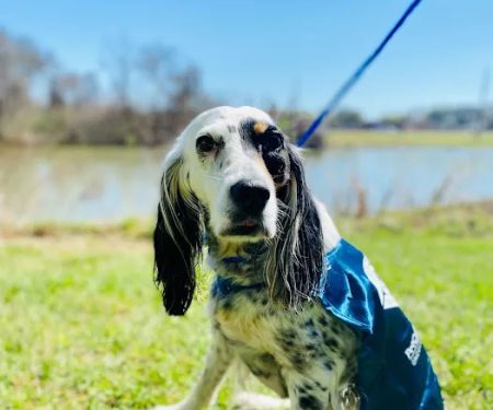 PetCure Oncology at SAGE Veterinary Centers