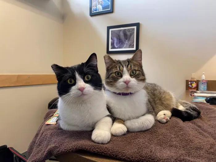 VCA Pinnacle Animal Hospital Picture 4