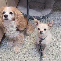 Princeton Veterinary Clinic ico