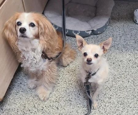 Princeton Veterinary Clinic