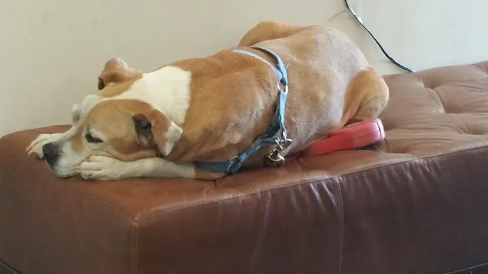 Camden Pet Hospital Picture 7