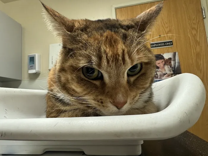 VCA Almaden Valley Animal Hospital Picture 5