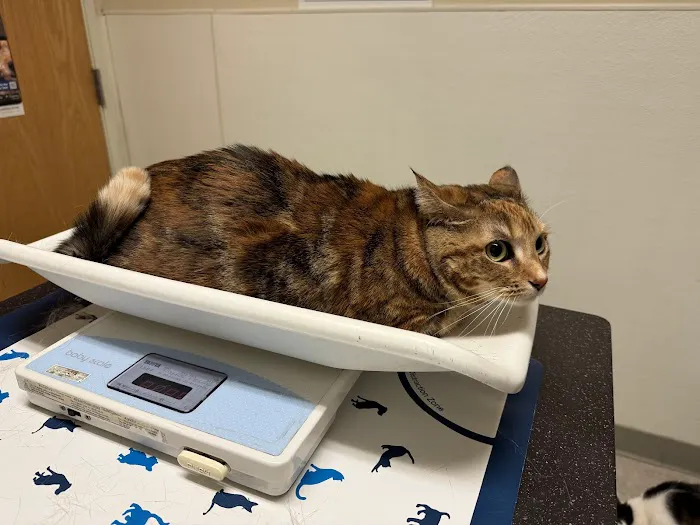 VCA Almaden Valley Animal Hospital Picture 10
