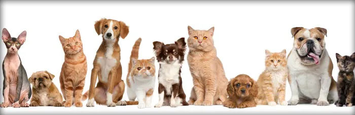 Almaden Animal Clinic Picture 4