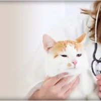 Almaden Animal Clinic ico