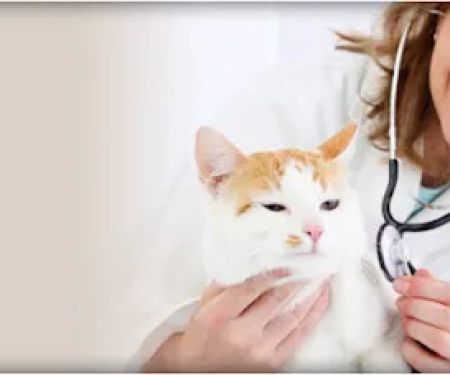 Almaden Animal Clinic