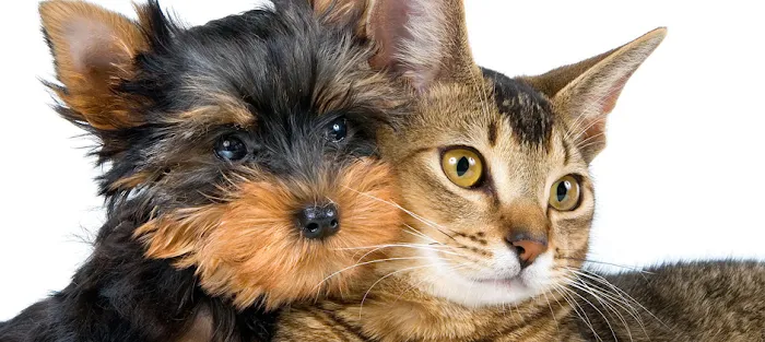 Animal Medical Clinic Picture 6