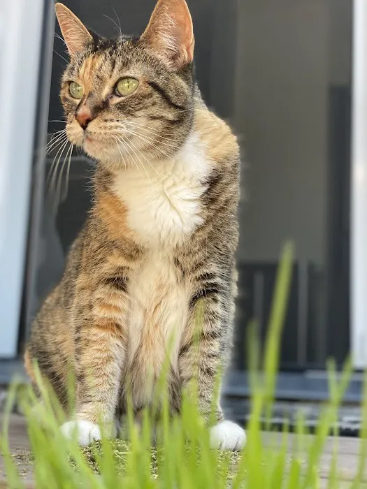 Fond Farewell In Home Euthanasia Picture 4