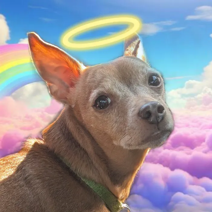 Fond Farewell In Home Euthanasia Picture 5