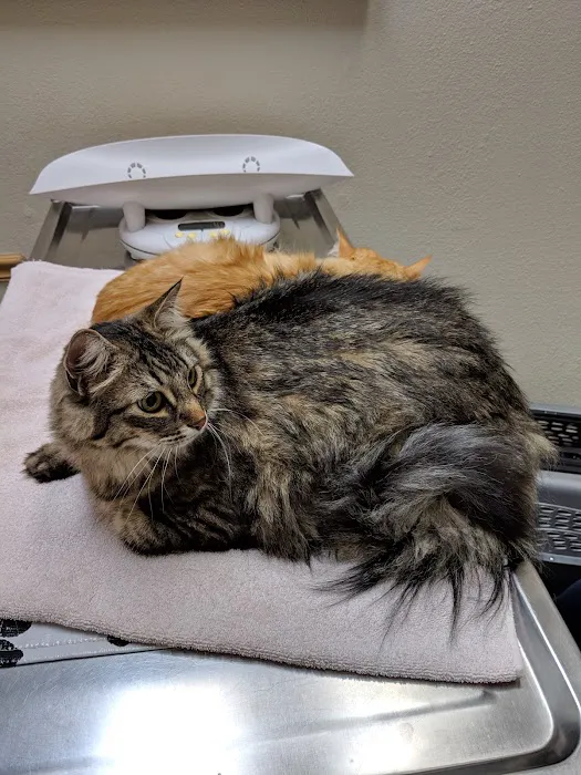 Pet's Friend Animal Clinic Picture 3