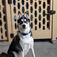ELC Veterinary Clinic ico