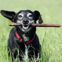 South Bay Animal Hospital & Emergency ico