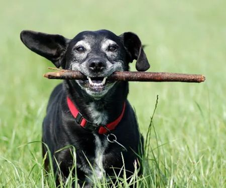 South Bay Animal Hospital & Emergency