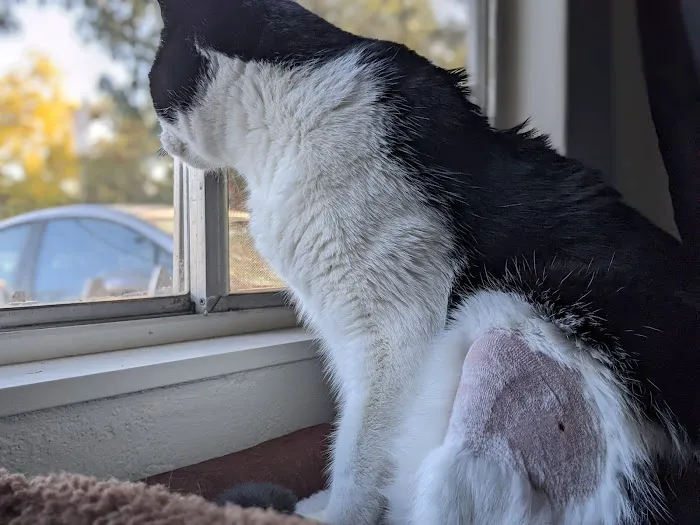 South Bay Animal Hospital & Emergency Picture 4