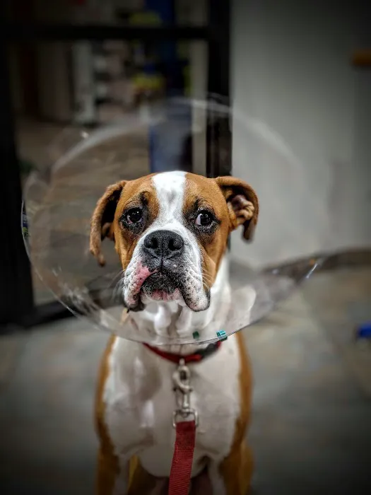 South Bay Animal Hospital & Emergency Picture 10