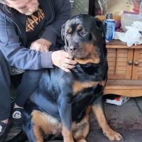 Kirkwood Animal Hospital: Garret Okumura, DVM ico
