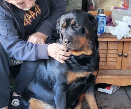 Kirkwood Animal Hospital: Garret Okumura, DVM