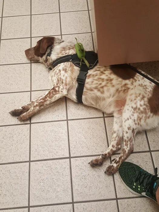 Kirkwood Animal Hospital Picture 3