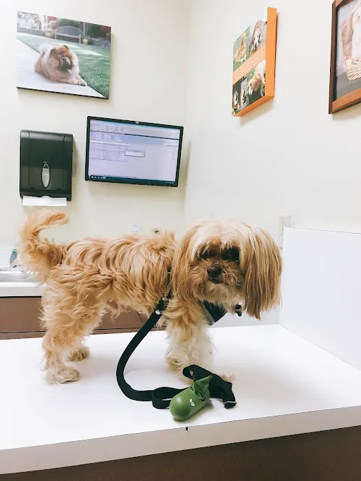Kirkwood Animal Hospital Picture 6
