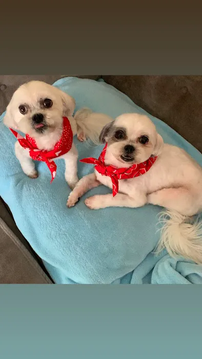 Kirkwood Animal Hospital Picture 8
