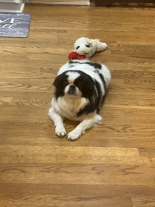 Apex Veterinary Specialists Picture 7