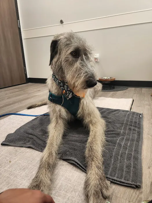 Apex Veterinary Specialists Picture 8