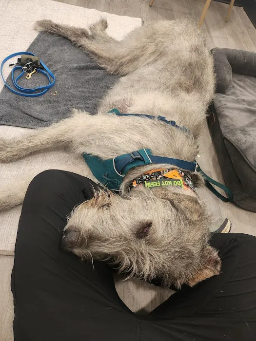 Apex Veterinary Specialists Picture 9
