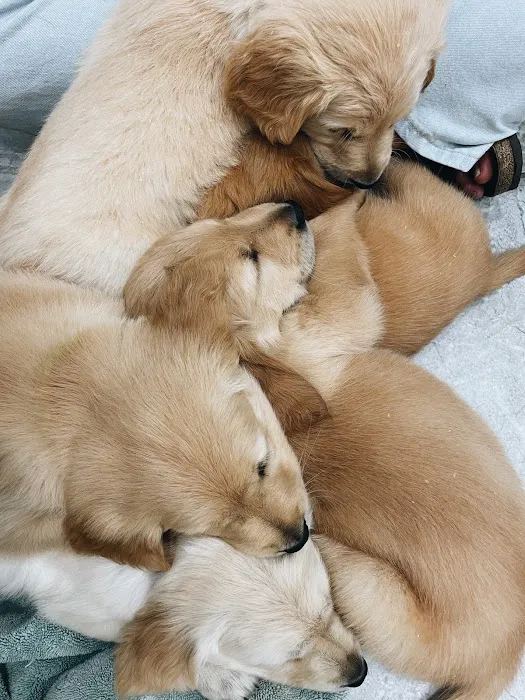 Happy Valley Pet Hospital Picture 5