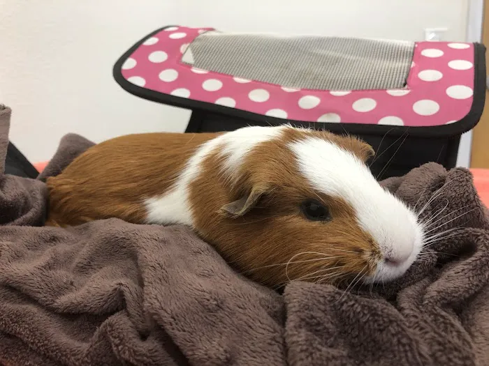 Happy Valley Pet Hospital Picture 4