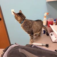 Austin Vet Hospital ico