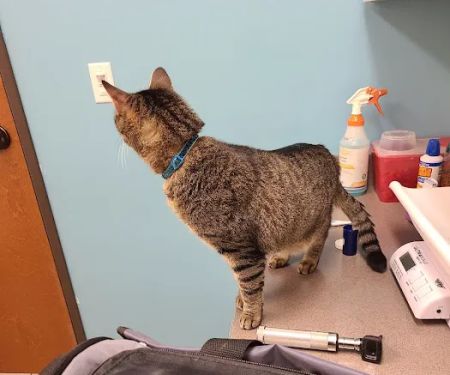 Austin Vet Hospital