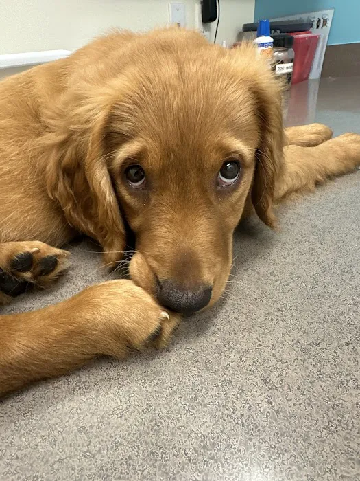 Austin Vet Hospital Picture 2