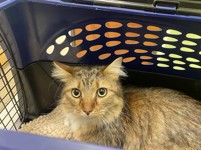 Austin Vet Hospital Picture 3