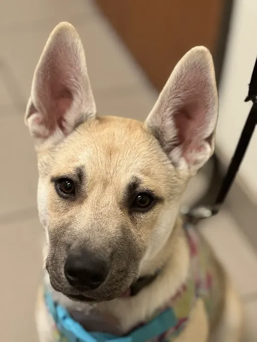 Austin Vet Hospital Picture 7