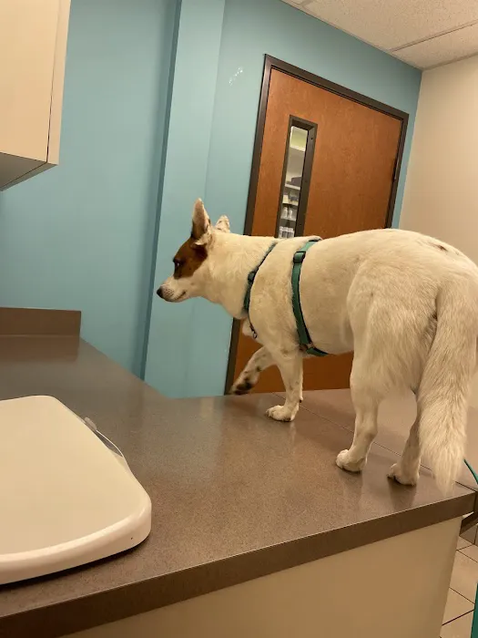 Austin Vet Hospital Picture 8