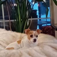 Crestview Veterinary Clinic on Airport Blvd ico