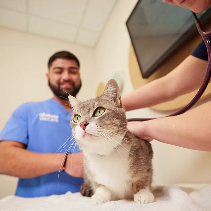 Chewy Vet Care The Triangle Picture 2