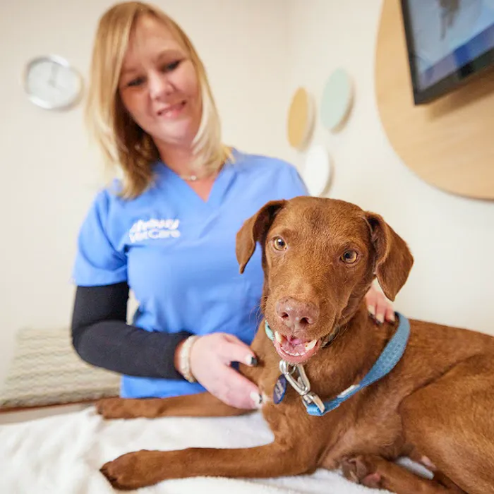 Chewy Vet Care The Triangle Picture 3