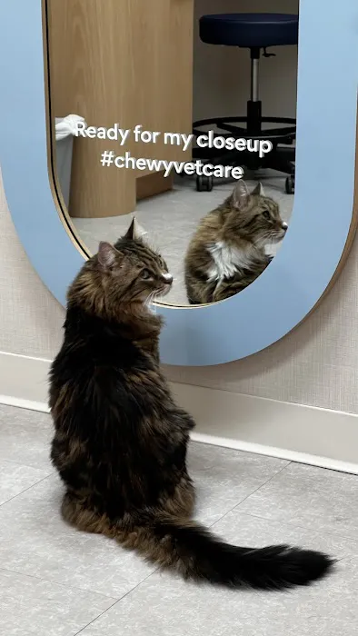 Chewy Vet Care The Triangle Picture 6