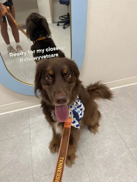 Chewy Vet Care The Triangle Picture 10