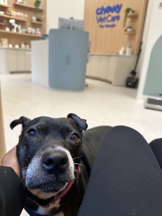 Chewy Vet Care The Triangle Picture 9