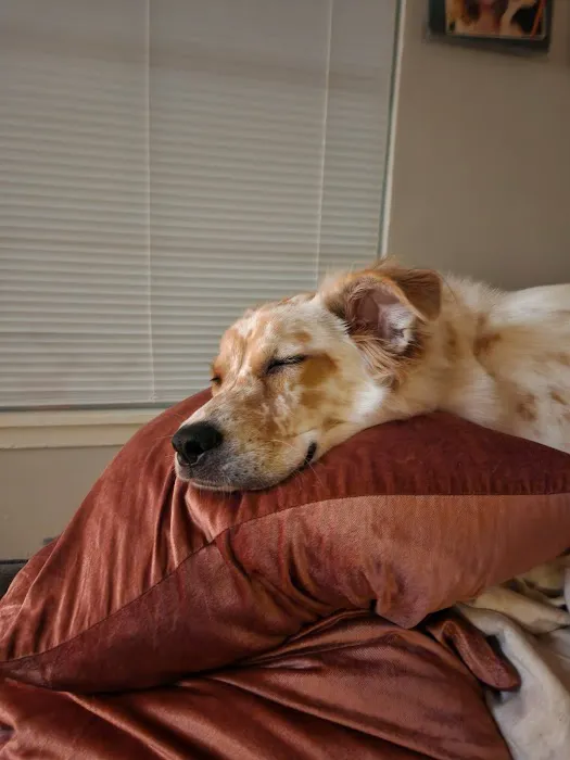 North Austin Animal Hospital Picture 2