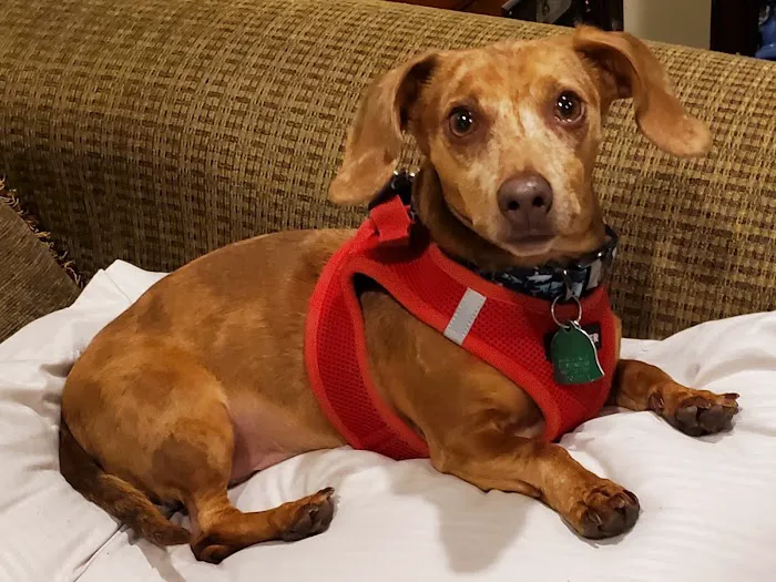 North Austin Animal Hospital Picture 4