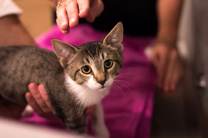 North Austin Animal Hospital Picture 9