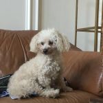 Griffith Small Animal Hospital